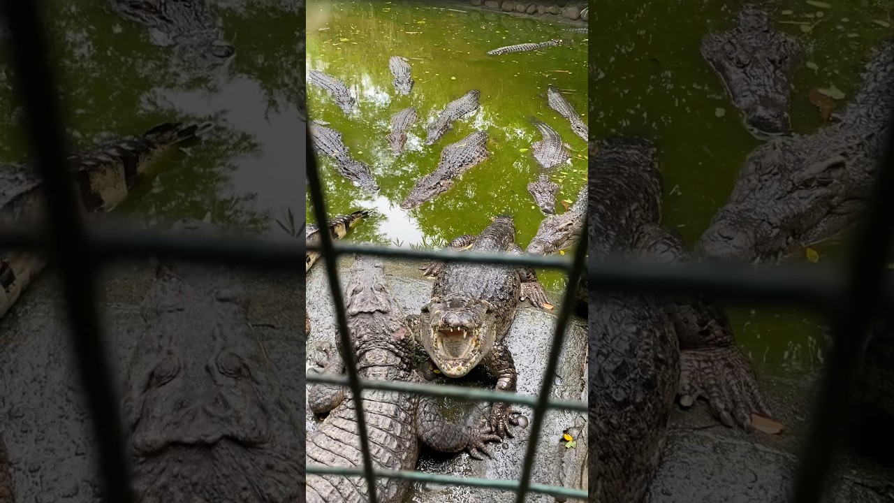 Feeding crocodiles | Zoobic Safari, Subic Bay, Philippines