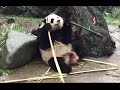 IRON HEAD Panda Breaks Bamboo Using His Head! Snap!