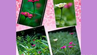 Best Collection During Quarantine