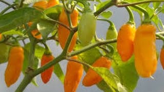 ⟹ Datil Pepper, Capsicum chinense PLANT REVIEW #pepper