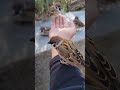 乗り乗り雀 #bird