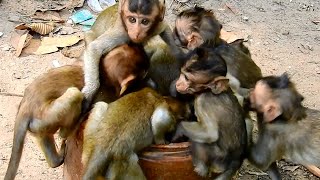 Wow awesome baby monkeys enjoy drinking water in the jar, Hot weather monkey really thirsty