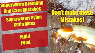 Superworm Breeding Mistakes  Superworms Dying  Pupation  Superworm Care  Tips #superworms