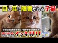 【神戸保護猫】目と耳に障害がある子猫 百福をイッキ見!! 前編