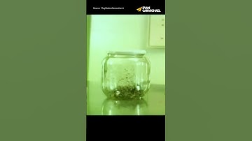 BREAK FREE: How to Live Beyond LIMITS Like the Fleas in a Jar