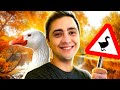 alanzoka jogando Untitled Goose Game