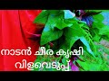 നാടൻ ചീര കൃഷി വിളവെടുപ്പ് 🌿🌿 മത്തനും വിളവെടുത്തു 🌱🌱