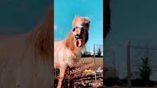 Lustige Tiere Part 20