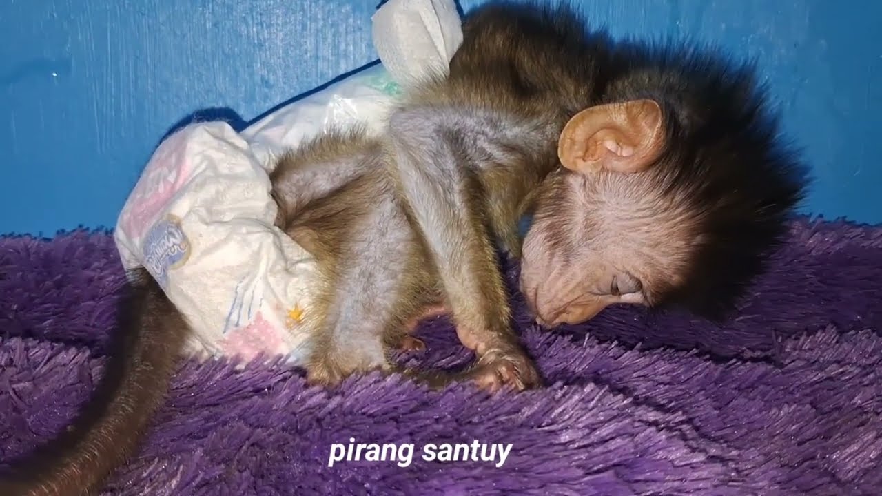 funny baby monkey sleeping