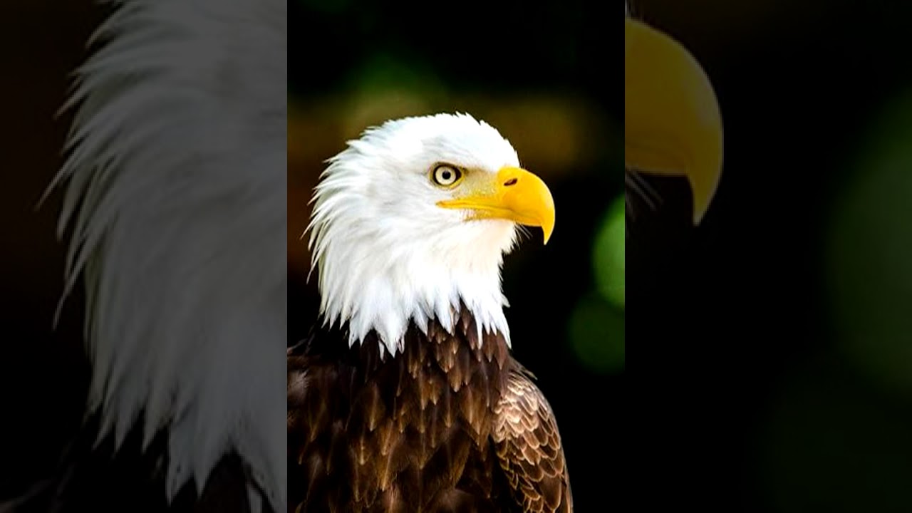 JONGOLA _____ BILONGA BA PAPA ____