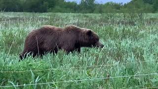 Bear in camp! Katmai coast alaska.  Electric fence.