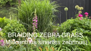 BRAIDING ZEBRA GRASS ( MISCANTHUS SINENSIS ZEBRINUS)
