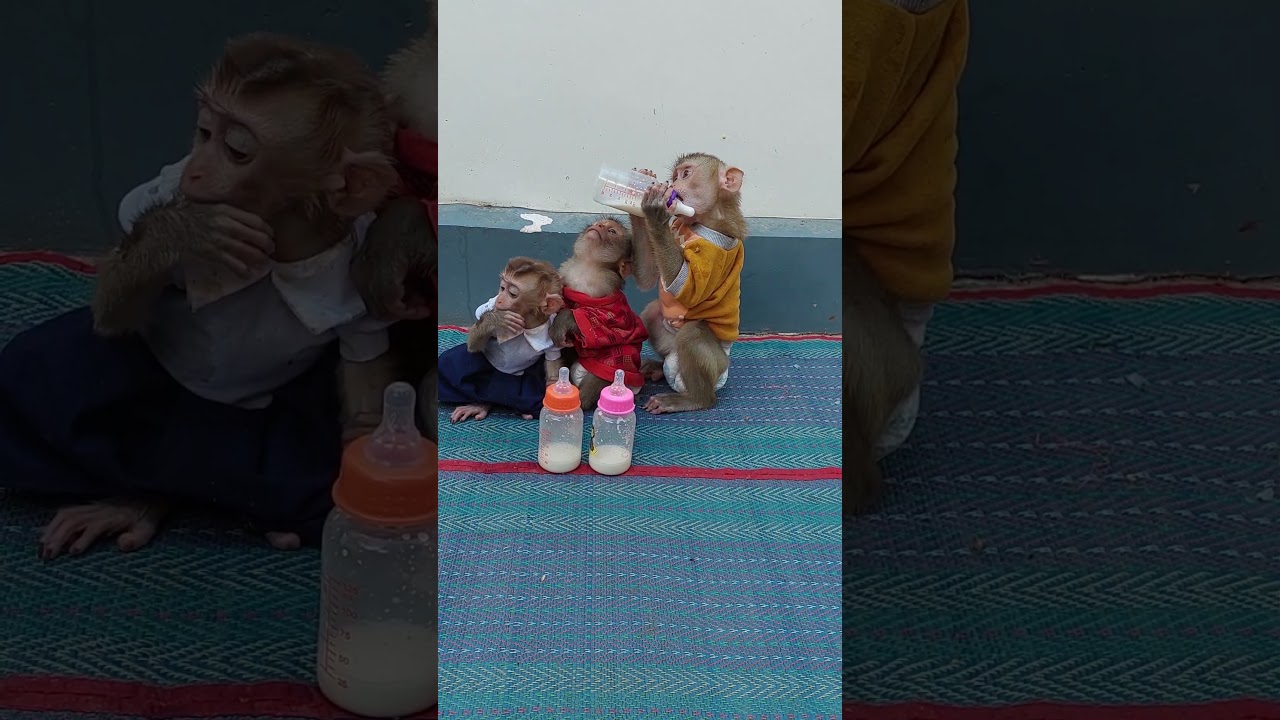 Obediently 3 Little Sit Quietly Waiting For Milk 