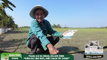 Hiệu quả diệt trừ ốc bươu vàng của sản phẩm Snail Killer 12RB | SG Ngọc Tùng JSC