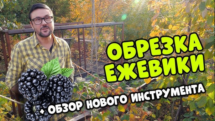 Дейдарамен жыныстық қатынас