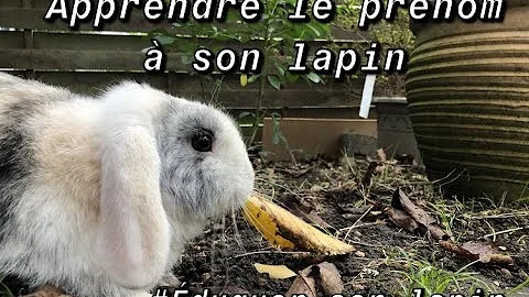 Comment faire pour dresser un lapin ?