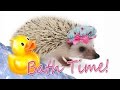 How to Give a Hedgehog a Bath