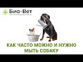 Как часто можно и нужно мыть собаку. Советы ветеринара