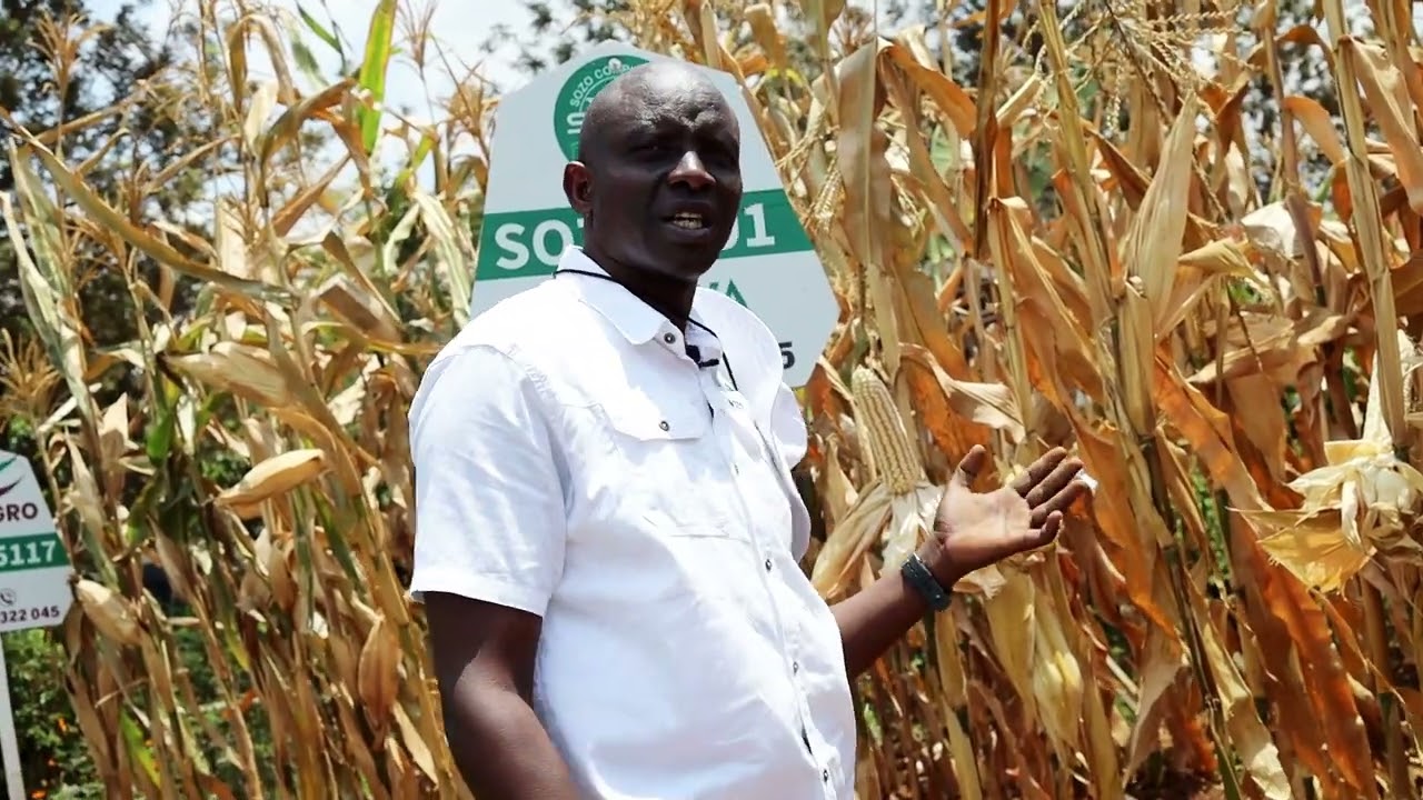 #SOBANUKIRWA MUHINZI:Indatwa (Sozo 501)Imbuto nziza y'ibigori ukwiye guhinda ikaguha umusaruro mwiza