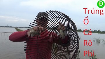 496   Bắt Cá Mùa Nước Nổi - Trúng Bầy Cá Rô Phi To | Đất Phương Nam