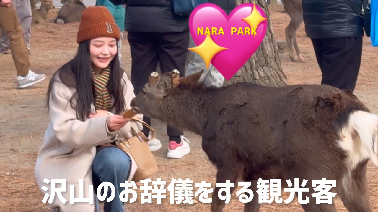 沢山のお辞儀をする観光客🫎NARA PARK - YouTube