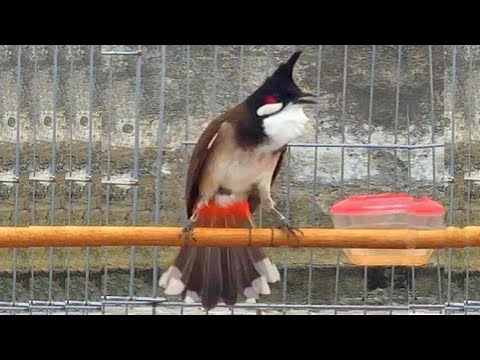 chào mào hót đấu. QUÁ HAY Giọng xoắn kép - Kích bổi căng hót, Luyện chào mào hót sáng | chao mao