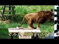 モルト、馬肉をGET！　Malt  got horsemeat　〜 Lion (ライオン)〜　～ 多摩動物公園 ～