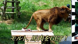 モルト、馬肉をGET！　Malt  got horsemeat　〜 Lion (ライオン)〜　～ 多摩動物公園 ～