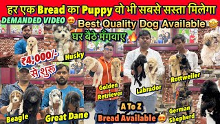 Best Pet Shop In Patna 2024| ₹4,000/ से शुरू | Husky, Labrador, German Shepherd ,Rottweiler, Pug