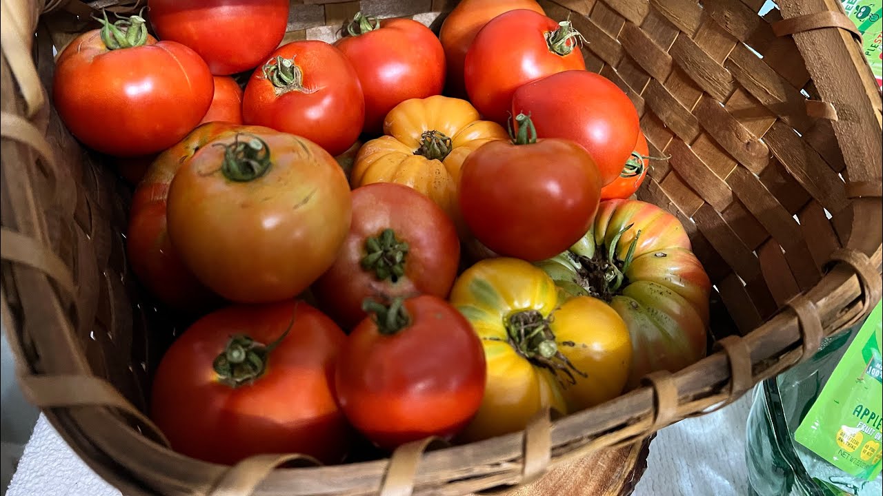 Heirloom Vs Hybrid Tomatoes Taste Test Review YouTube heirloom-vs-hybrid-tomatoes-taste-test-review-youtube