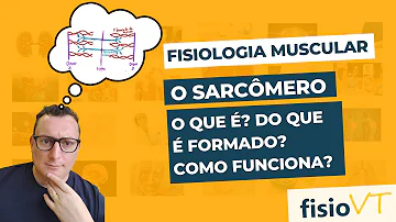 O que são os Sarcomeros?