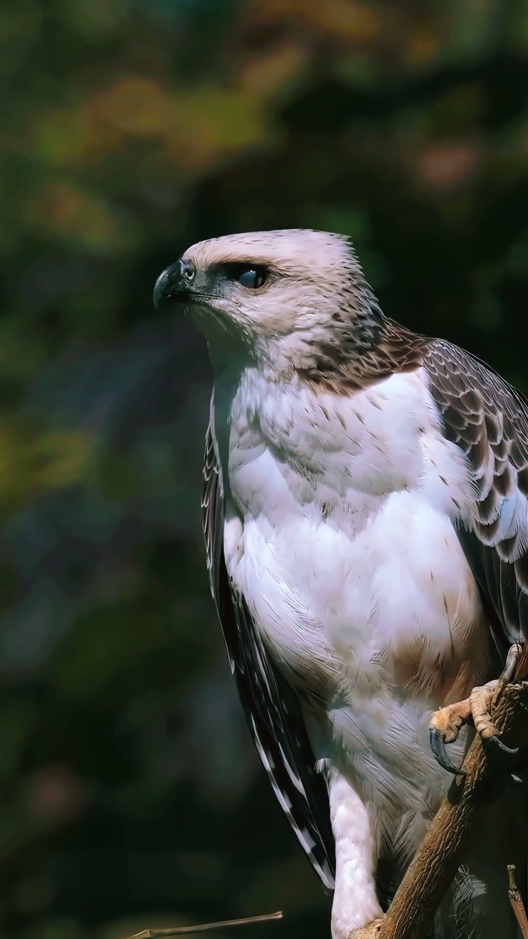 🧓பிரதமர் மோடி - ShareChat