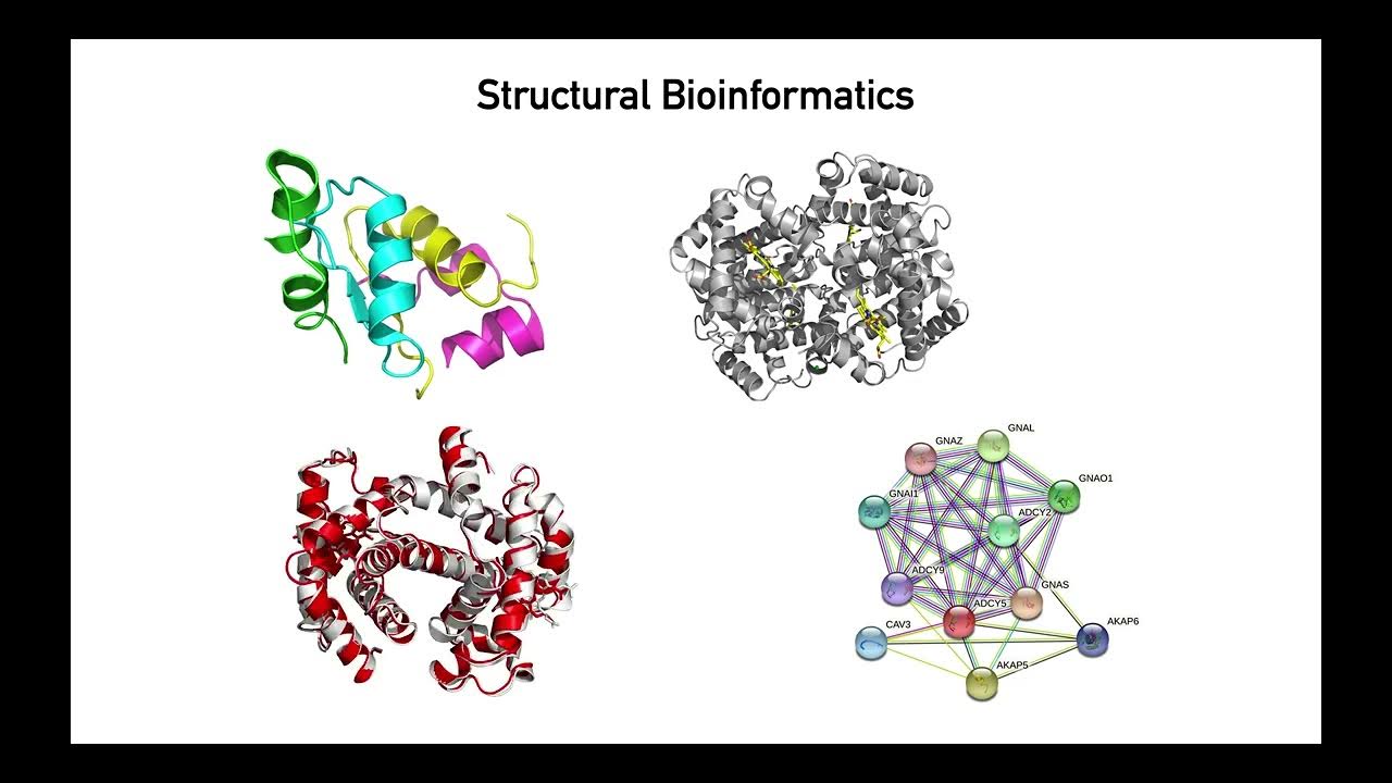 Structural Bioinformatics Part 1 بالعربى - YouTube