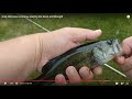 Gulp Minnows continue slaying the Bass and Bluegill