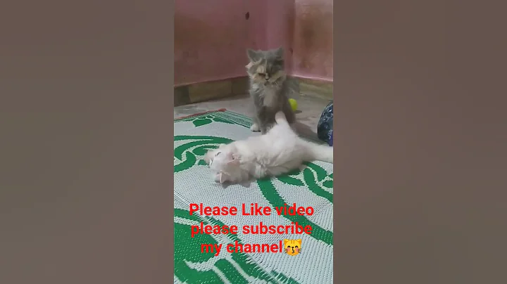 Watch the video about @my_cat_house The kittens meows😻 #cute #kitten #cat #meow #babycat #cuteanimal #cutecat #sshortfeed