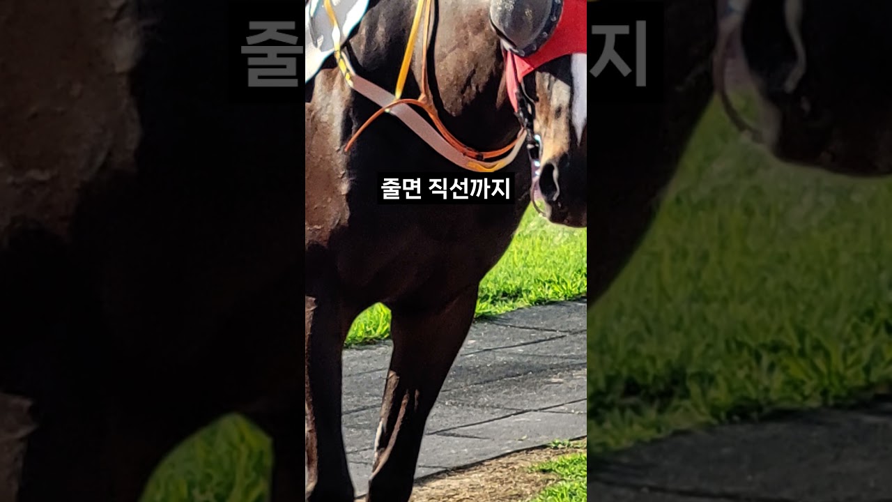 26.01.25 부산경마 04경주