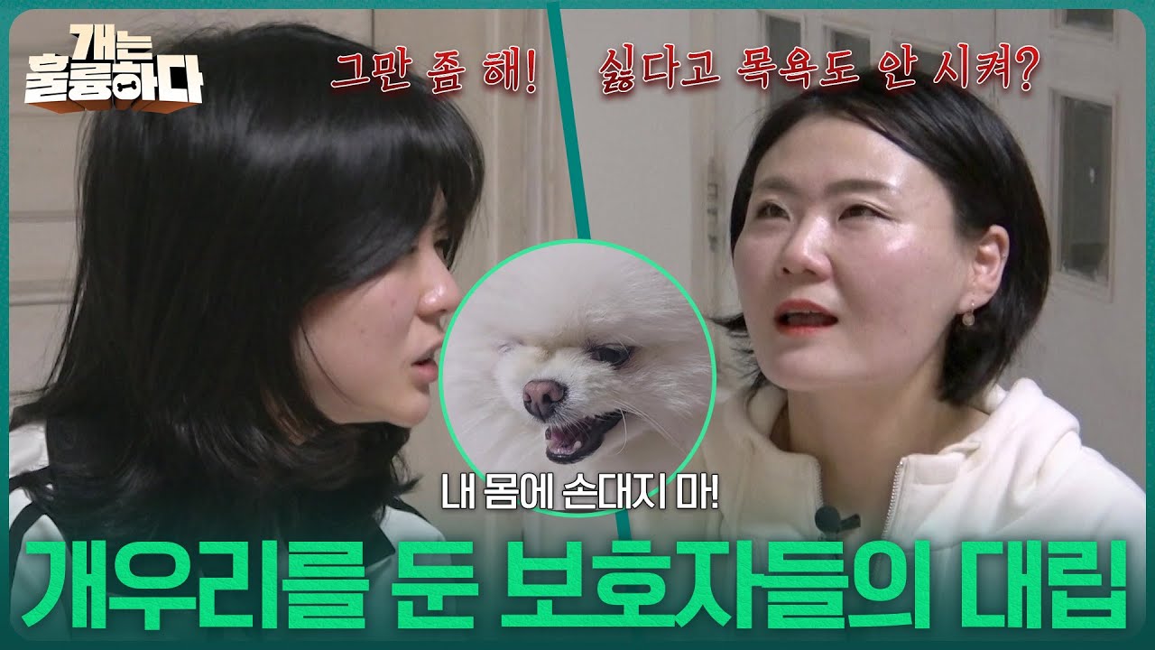 심각한 입질로 미용과 병원도 못 가는 개우리를 둔 보호자들의 대립😥 [개는 훌륭하다] | KBS 260302 방송