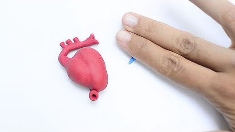 Heart Model - STEM SOS PBL Level II Project