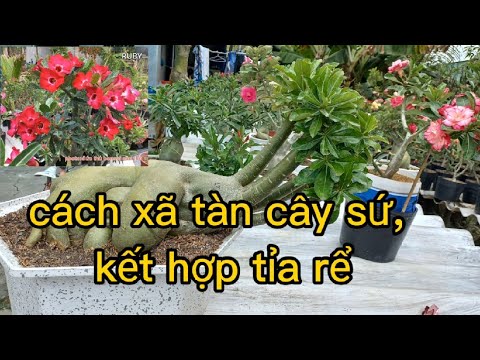 Video cách xã tàn cây sứ p2 (xã nguội ) nhổ treo, tĩa rể.... - youtube