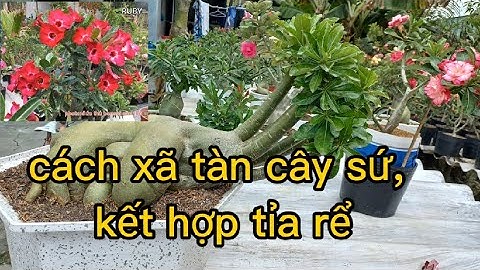 cách xã tàn cây sứ p2 (xã nguội ) nhổ treo, tĩa rể.... @UCTHUBonsaiCanTho