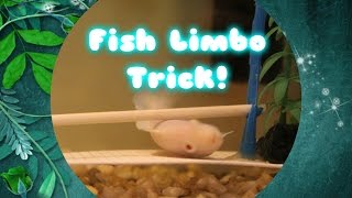Fish Limbo Trick (Star) | SpartansTricks