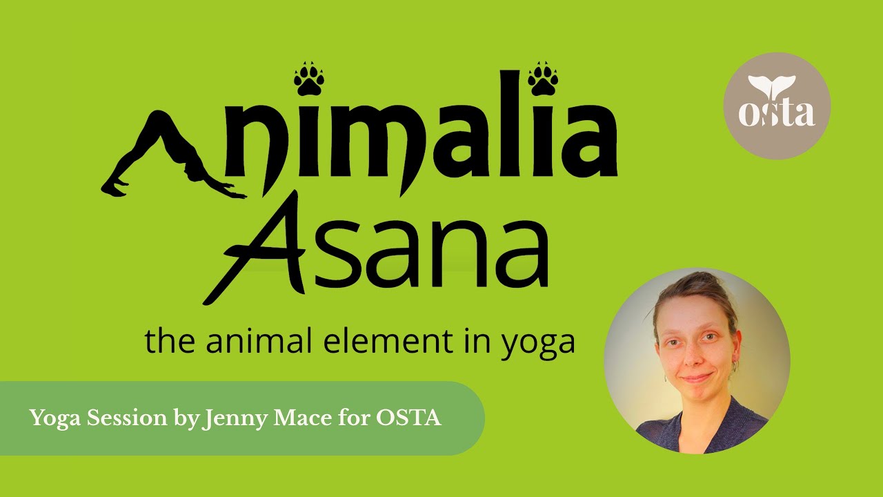 Animalia Asana with Jenny Mace – Bird-Inspired Yoga Flow for OSTA - YouTube