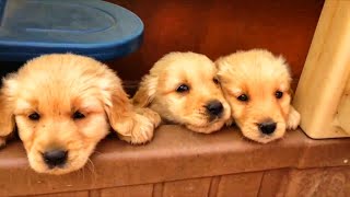 CACHORROS TIERNOS Y BONITOS 🧡 ¡Vídeos de Perros Cachorros! Lunacreciente