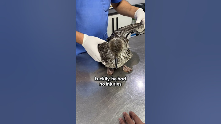 Seagull Who Almost Drowned Gets The Courage To Fly Again | The Dodo
