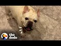Stubborn Frenchie Hilariously Argues With Mom For 3 Hours Over Dinner | The Dodo