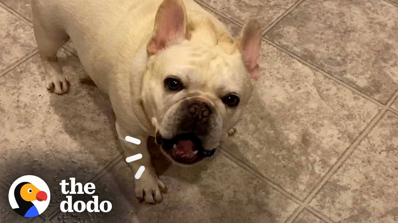 ⁣Stubborn Frenchie Hilariously Argues With Mom For 3 Hours Over Dinner | The Dodo