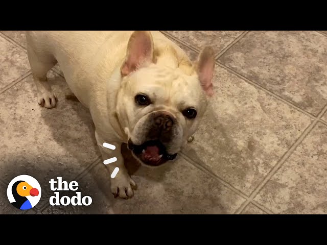 Stubborn Frenchie Hilariously Argues With Mom For 3 Hours Over Dinner | The Dodo class=