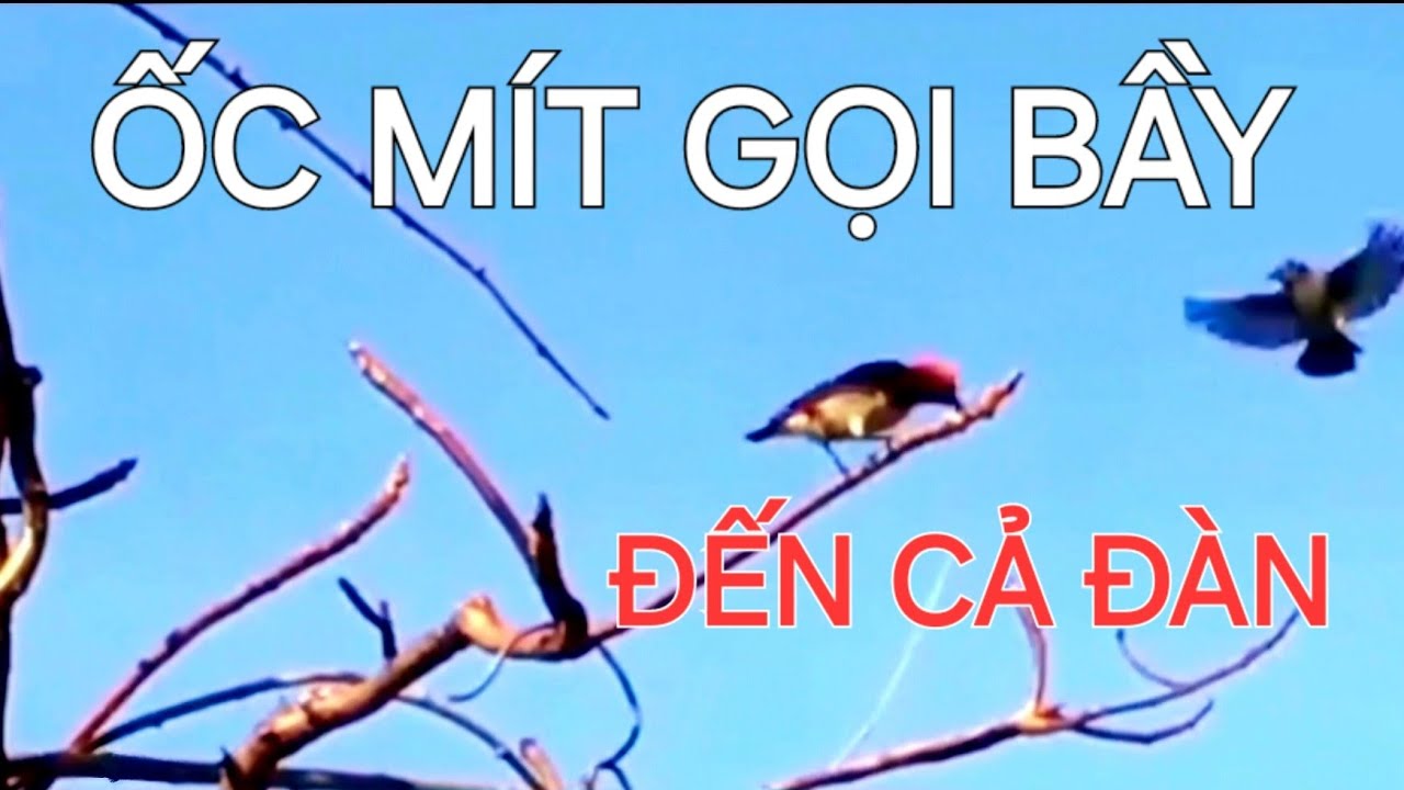 Chim Ốc Mít gọi bầy đến cả đàn, ốc mít ngoài tự nhiên hót siêu kích bổi/ Thú vui nuôi chim Ốc Mít