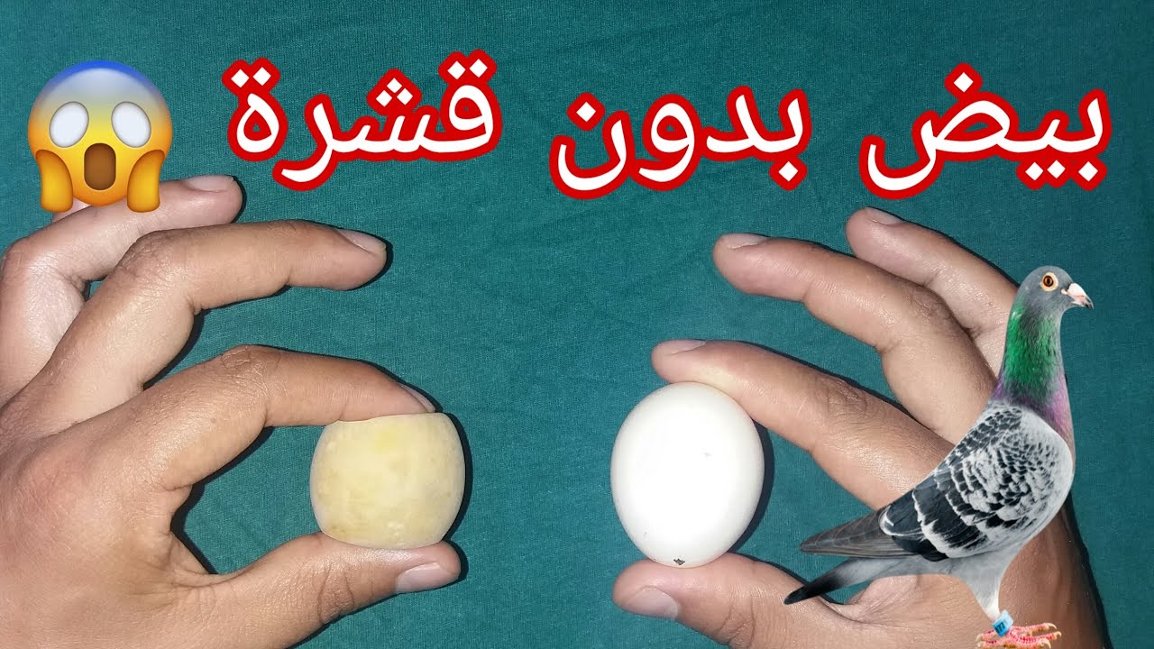 أسباب البيض بدون قشرة و حل لمشكلة البيض بدون قشرة عند الحمام الزاجل maroc pigeon Calcium hamam zajil