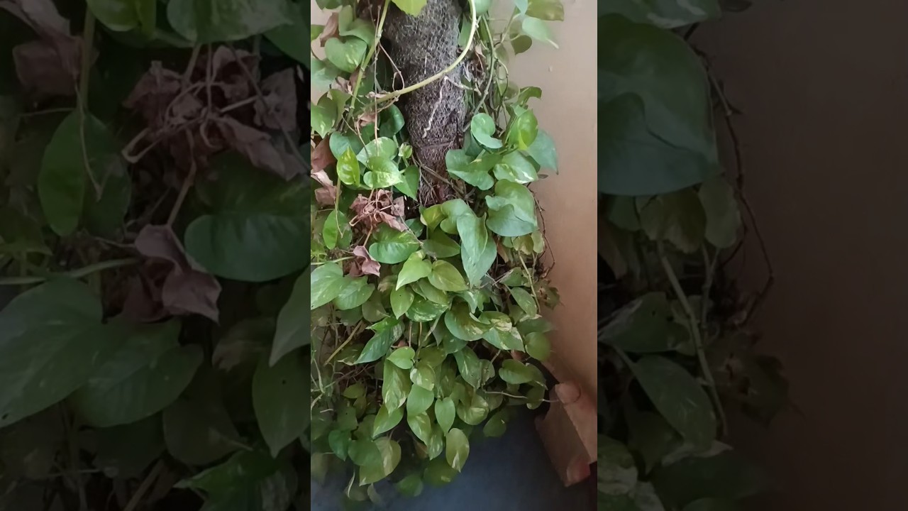 Money plant ke fayde 